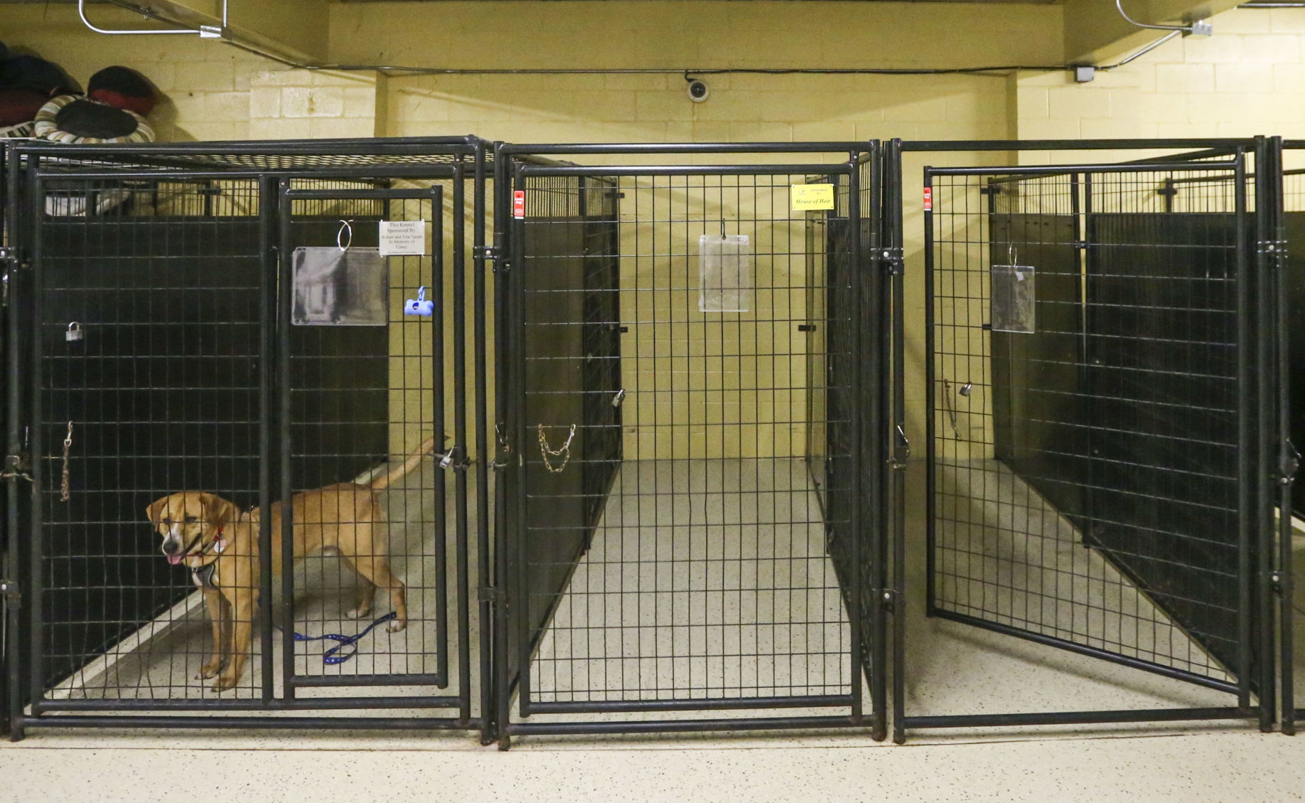032420-qc-nws-animalshelters-03.JPG